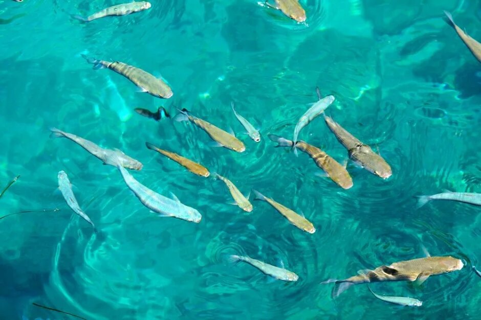 Видеть много рыб в прозрачной воде. Рыбы в прозрачной воде. Рыбки в воде вид сверху. Рыба в воде сверху. Рыба под водой вид сверху.