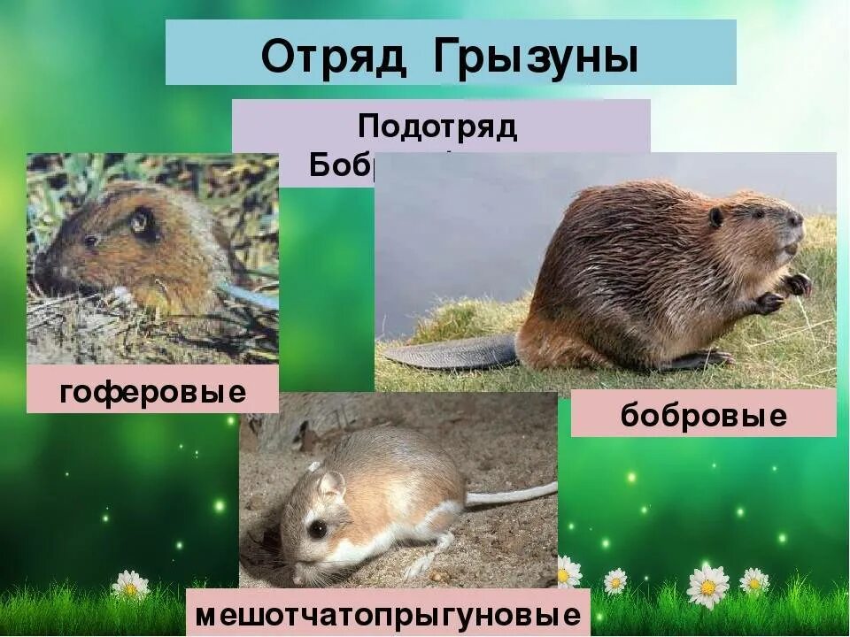 Грызуны список животных. Отряд грызуны. отряд грызуны представители. грызуны млекопитающие представители. представители отряжа грызун.