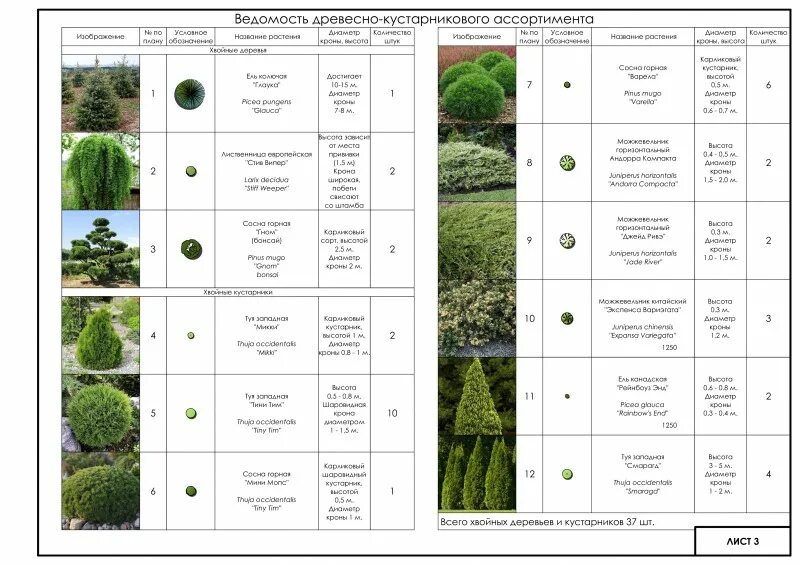 Хвойные породы гост размеры. Схема посадки хвойников с кустарниками. Ассортимент деревьев и кустарников для озеленения. План зеленых насаждений. Композиции древесно-кустарниковых насаждений.