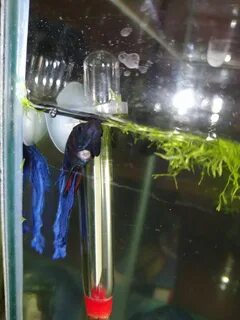 Рыбка петушок вода