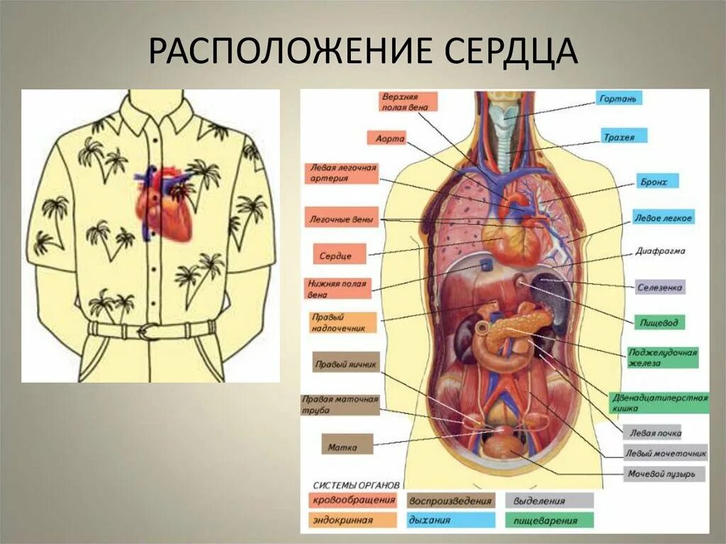 Внутренние органы строение схема. Где находится сердце у человека. Строение человека внутренние органы сердце. Расположение сердца у человека. Расположенте серйа у человекк.