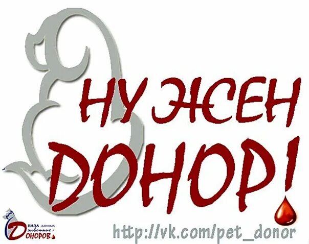 Нужен донор. Срочно нужен донор. Нужен донор для собаки. Срочно нужен донор собаке.