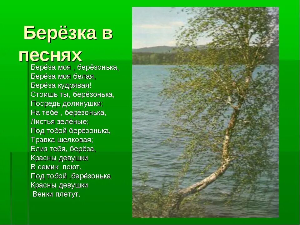 Песня березка кудрявая. Береза моя березонька. Берёза моя берёзонька берёза моя белая берёза кудрявая. Песни про березу. Стих про березу.