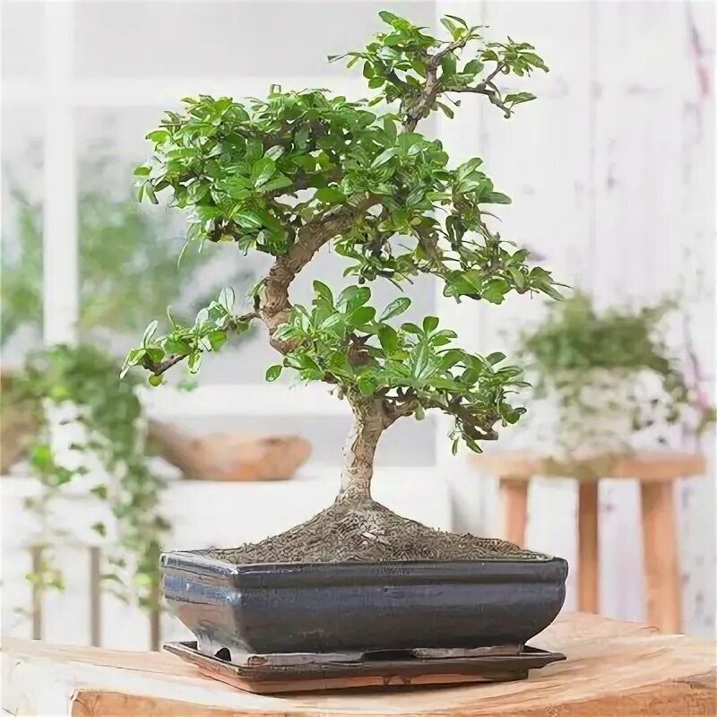 21 fotos dos bonsais mais belos do mundo - MDig Árvores bonsai, Plantas bonsai, 