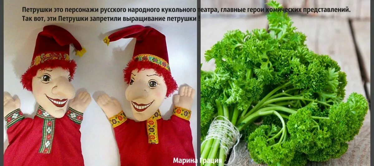 Словарное слово петрушка. Петрушка какие слова. Омонимы к слову петрушка. Петрушка омонимы. Трава петрушка лекарственная.