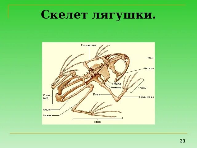 7 класс скелет. Скелет лягушки коракоид. строение скелета лягушки биология 8 класс. воронья кость у лягушки. скелет лягушки ключица.