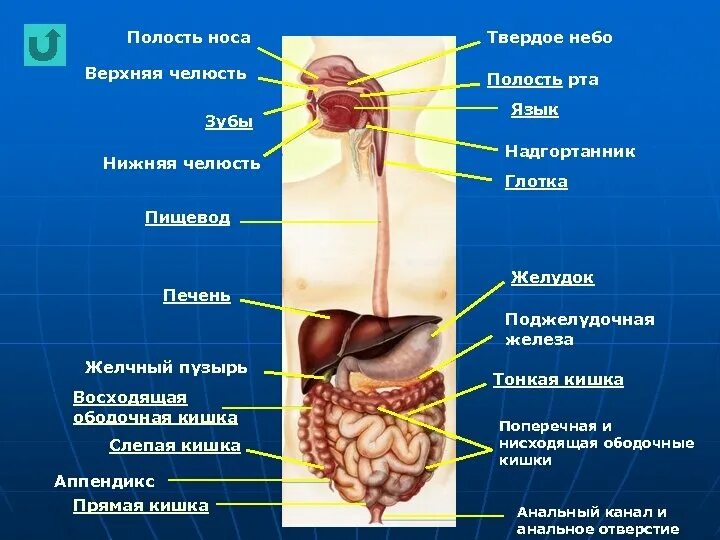 Глотка органы пищеварения. Функции пищеварительной системы анатомия. Строение органов пищеварительной системы человека. Строение пищеварительной системы ротовая полость желудок. Органы пищеварительной системы желчный пузырь.