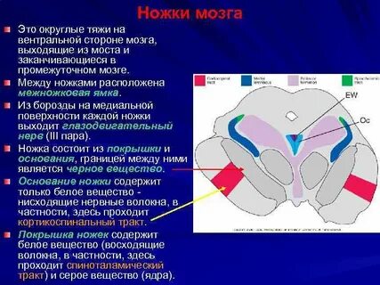 По медиальному краю ножек мозга выходят корешки