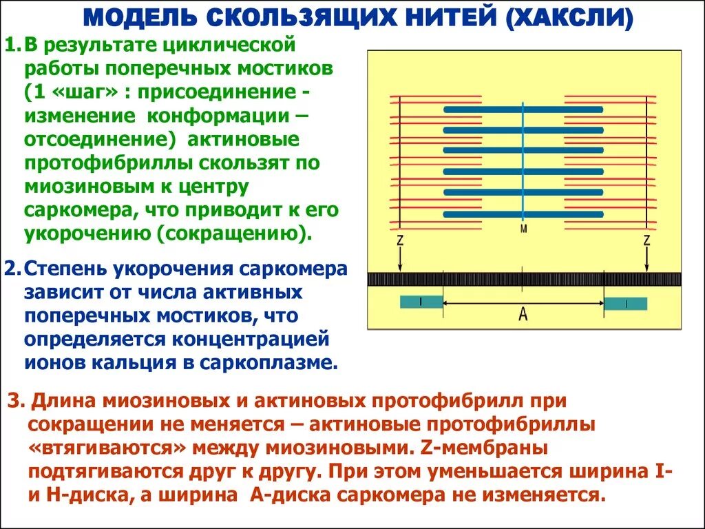 В чем изменяется q. Модель скользящих нитей. Модель скользящих нитей Хаксли. Модель скольжения нитей. Модель скользящих нитей Хью Хаксли.