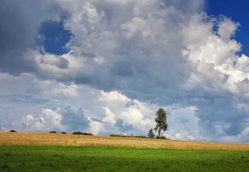 Wallpaper : sunlight, landscape, sky, field, horizon, Rapeseed, cloud, flower, g