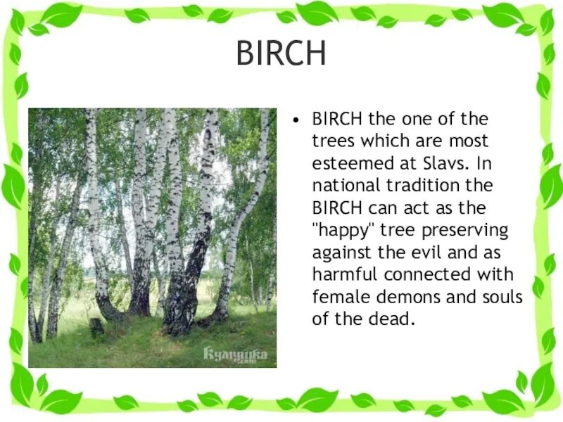 Birch перевод. Birch произношение. The Birch площадка. Birch русская транскрипция. Березка перевод