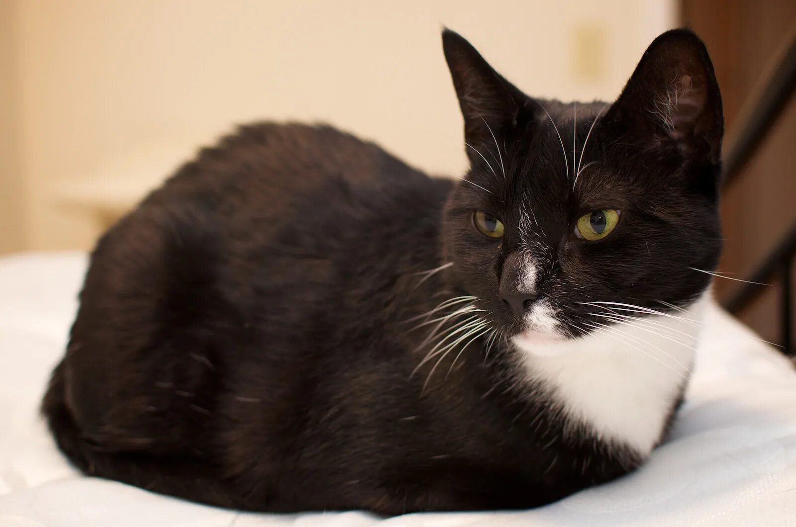 Такседо кошка. Tuxedo cat. Tuxedo cat. Tuxedo порода кошек. Tuxedo cat.