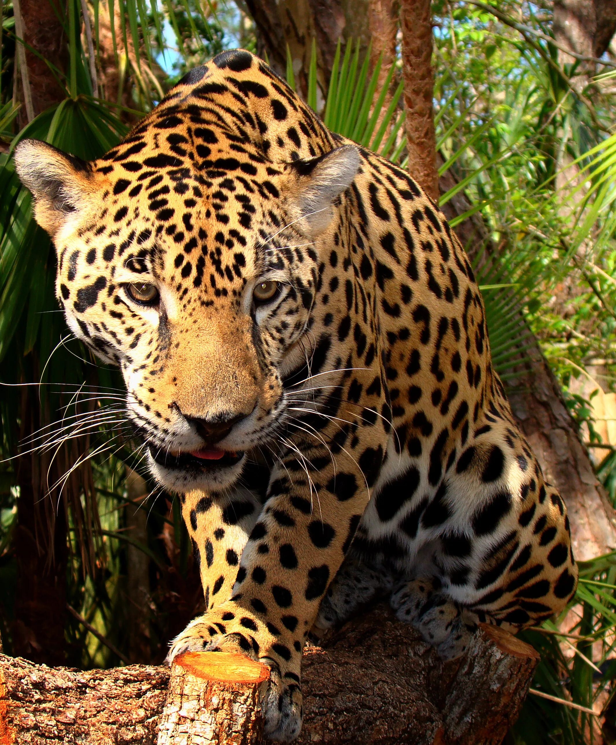 Ягуар амазонки. Гепард Пума Ягуар. Берберийский леопард. Ягуар Panthera onca.