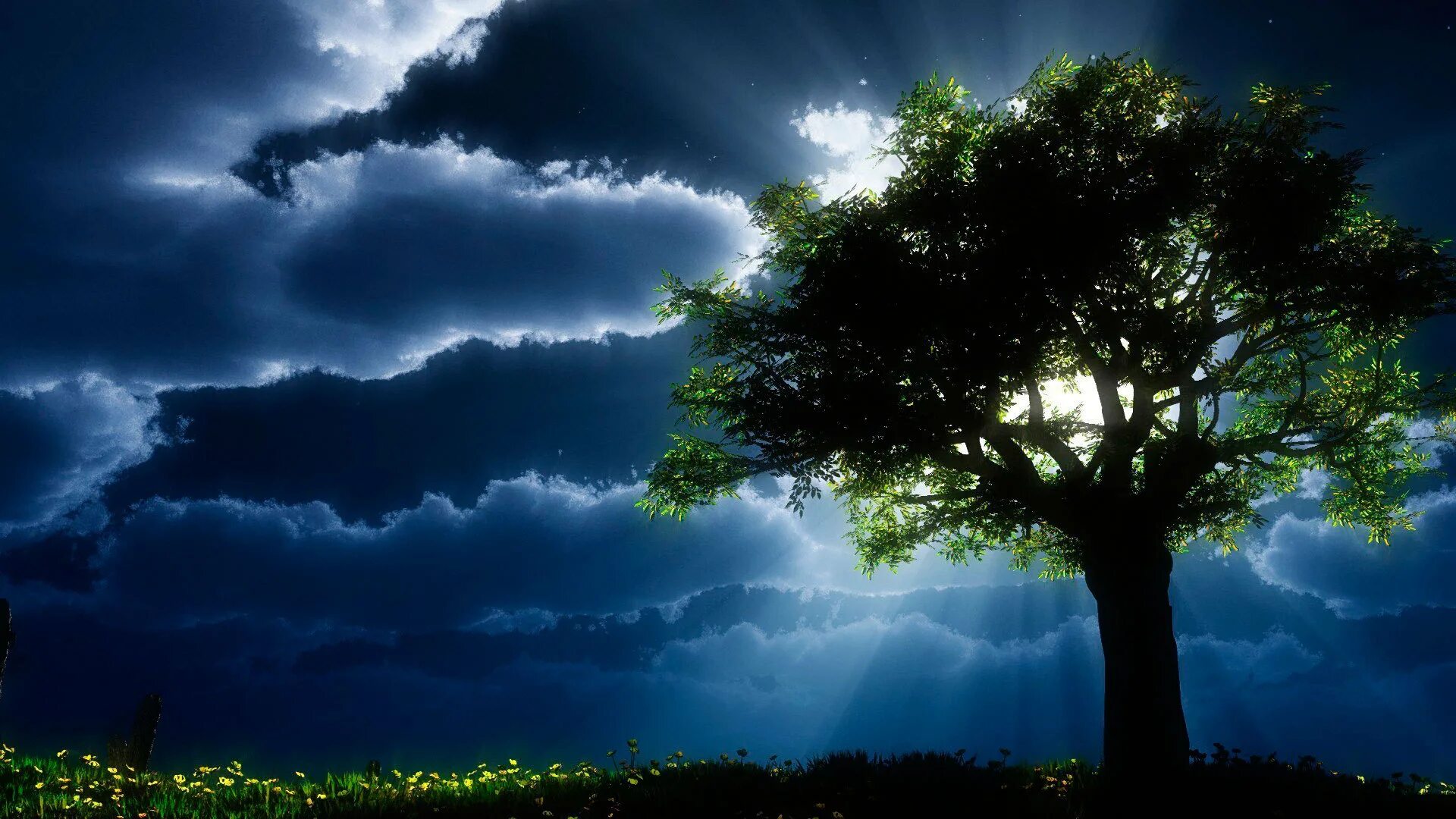 Дерево ночью. Красивое одинокое дерево. Ветвистое дерево. Могучее дерево.