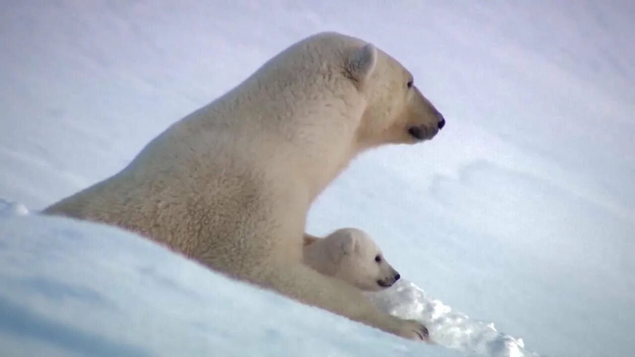 Международный день белого медведя. 27 февраля день полярного медведя. 27 февраля международный день полярного медведя. 27 февраля день полярного медведя. День белого медведя 27 февраля.