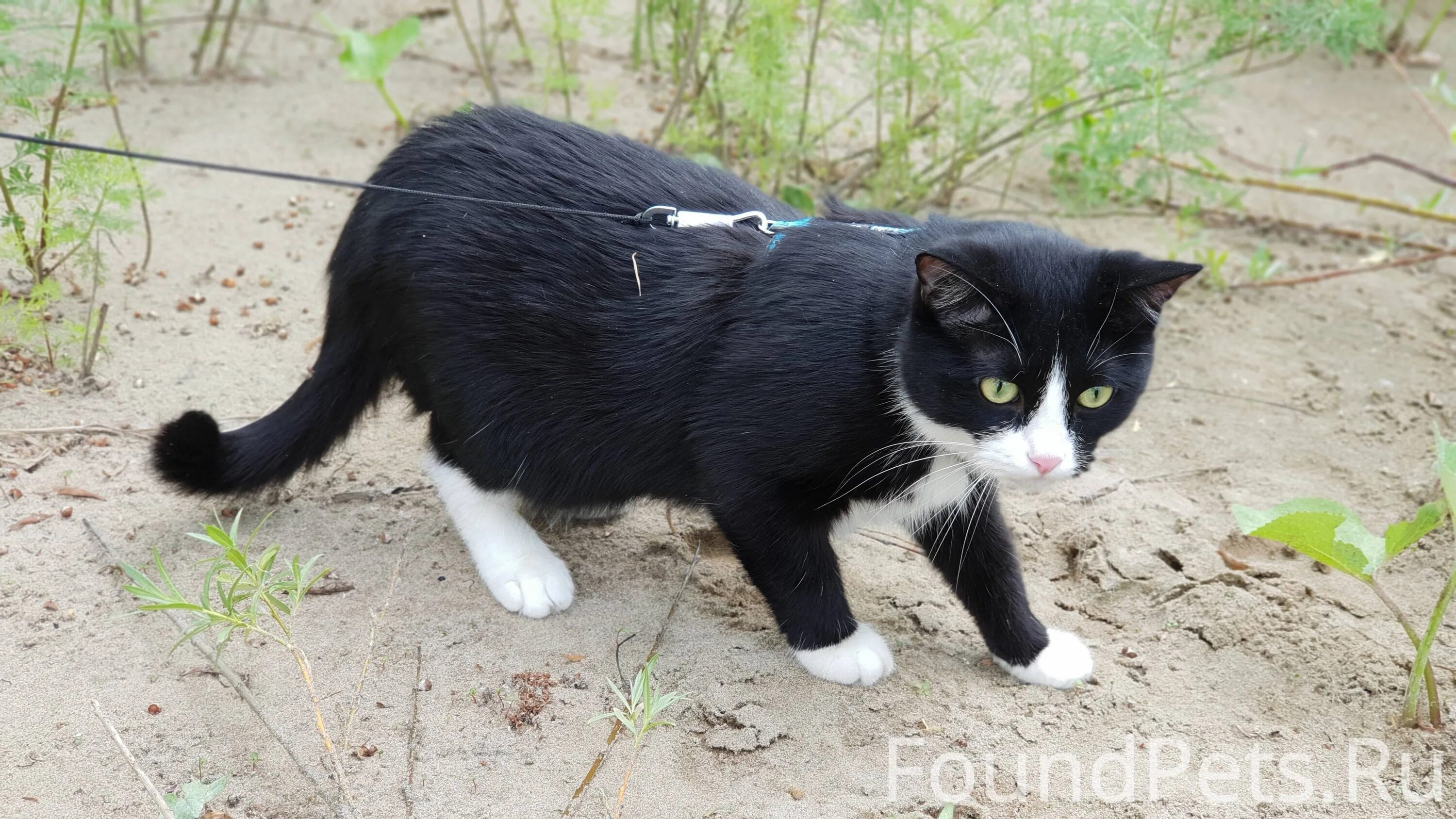 Чёрный кот с белой грудкой. Черные коты с белыми лапками порода. Чёрная кошка с белой грудкой и лапками. Черный котик с белой грудкой. Котята с белыми лапками