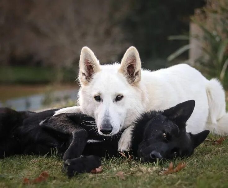 We two dogs. Немецкая овчарка черная и БШО. БШО И волк. Овчарка БШО грюнендаль. Швейцарская овчарка черная короткошерстная.