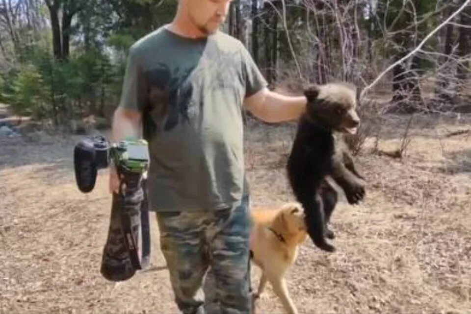 Добрый хозяин леса. Медведь в Ярославской области. Собака размером с медведя. Собака вывела из леса медведей