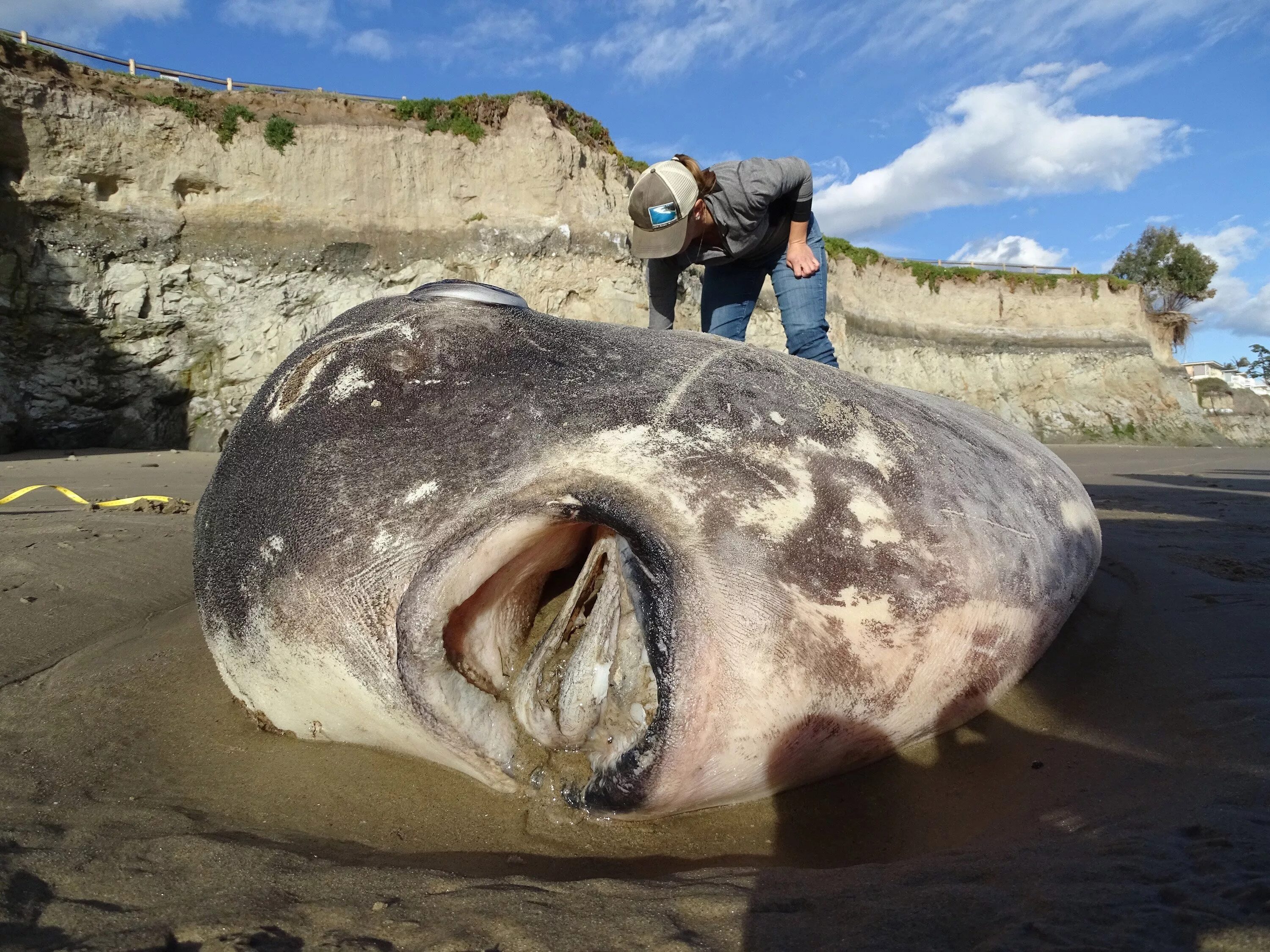 Рыба Худвинкер (Mola Tecta). Огромная рыба. Самая большая рыба. Самая гигантская рыба в мире. Огромный редкость