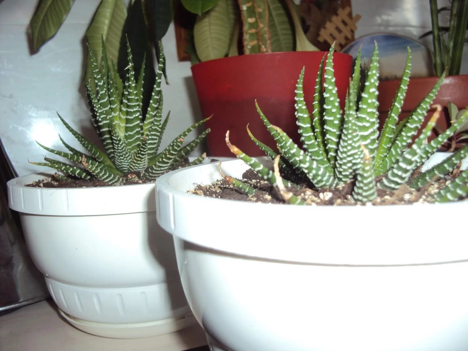 Хавортия укоренение. Хавортия пересадка. Суккулент хавортия размножение. Хавортия корни. Хавортия рассадка.