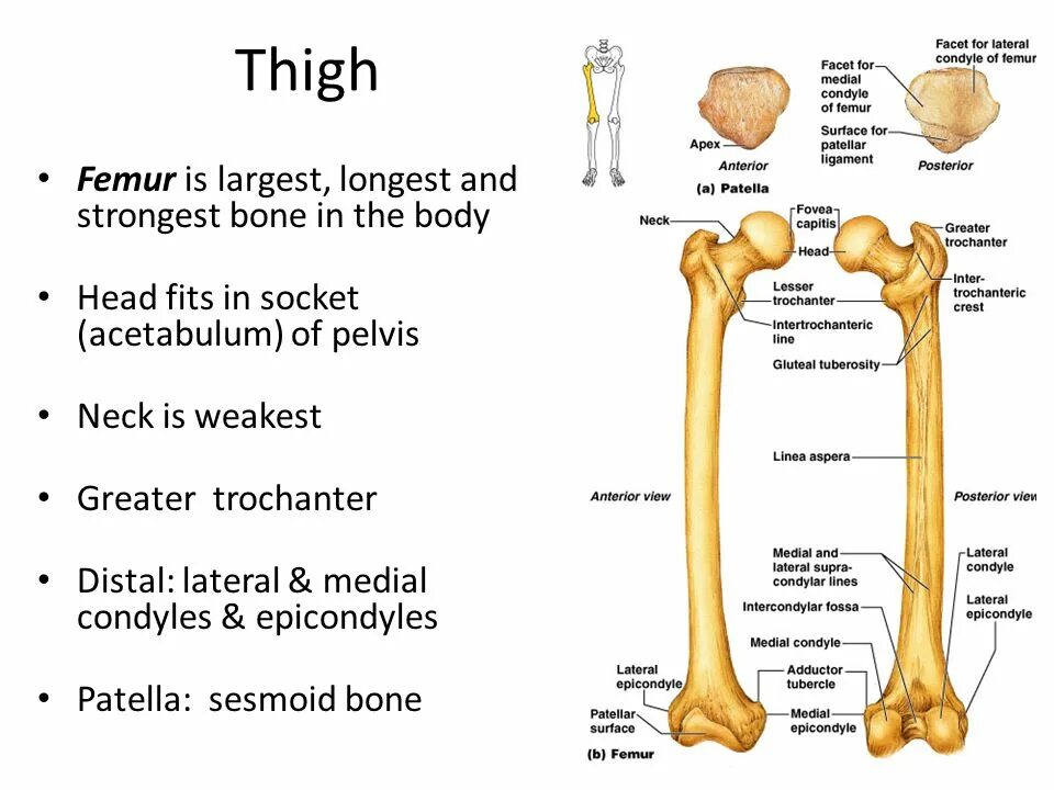 Bone meaning. Трохантер. greater trochanter of the femur. long femur bone. fossa и fovea разница.