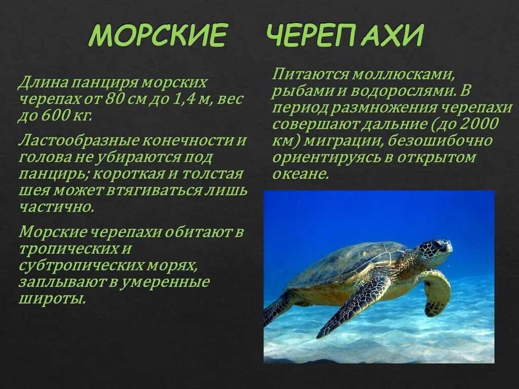 Морская черепаха окружающий мир 3 класс