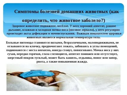 Больной зверек не отбивался а только