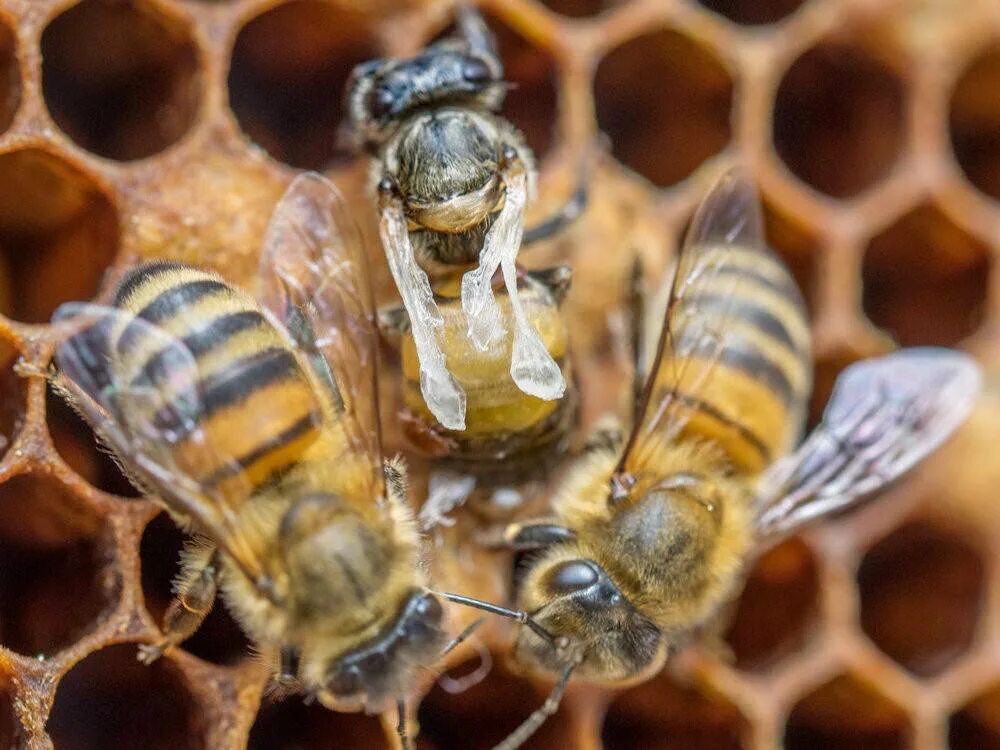 Как еще называют болезнь пчел. Варроатоз пчел клещ. Варроатоз браулез акарапидоз. Варроатоз медоносных пчел. Возбудитель варроатоза.