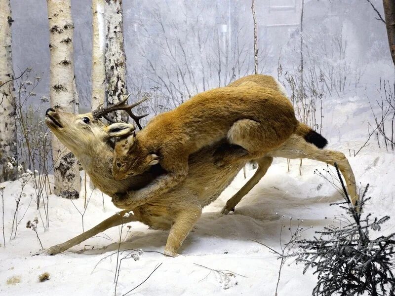 Рысь ловит зайца. Рысь ест зайца. Рысь на охоте. Рысь ест зайца. Рысь питается зайцами.