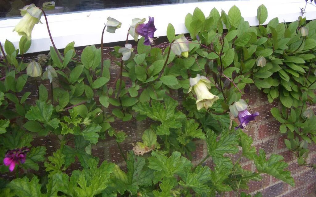 Кобея лазающая рассада. Кобея лазающая семена выращивание из семян. Кобея лазающая (cobaea scandens). Кобея лазающая. Кобея.