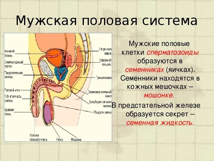 Половая система человека биология 8 класс. Женская половая/система строение биология 8 класс. Мужская анатомия половая/система строение и функции. Внутренне строение мужской половой системы схема. Схема строения репродуктивной системы.