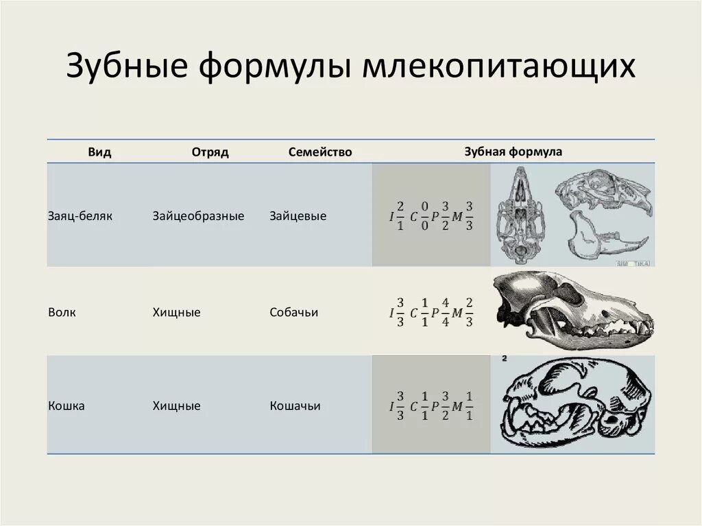 Формула зубов китообразных. Зубная формула грызунов млекопитающих. Формулы зубов млекопитающих таблица. Зубная формула хищников. Зубная формула различных отрядов млекопитающих.