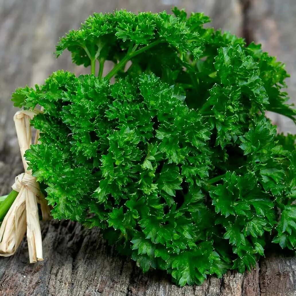 Петрушка другое название. Петрушка кудрявая. петрушка (petroselinum crispum). петрушка курчавая. петрушка кучерявец.