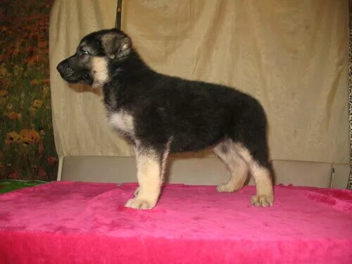 Как выглядит щенок в 4 месяца. Как выглядит щенок в 4 месяца. Трехмесячный щенок овчарки. 5 мес. Щенки немецкой овчарки 1.