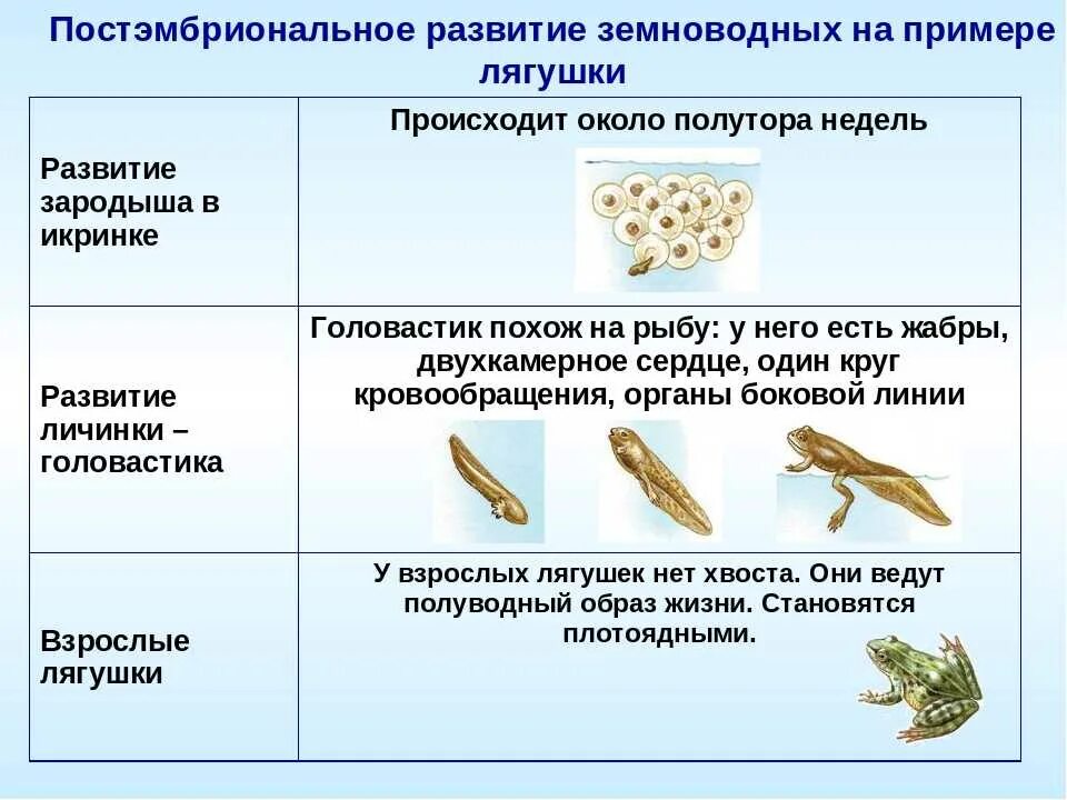 Какое значение имеет кожа в жизни земноводных. Стадии личинок развитие лягушки. схема развития земноводных биология 7 класс. стадии развития головастиков лягушки таблица. цикл развития лягушки 7 класс биология.