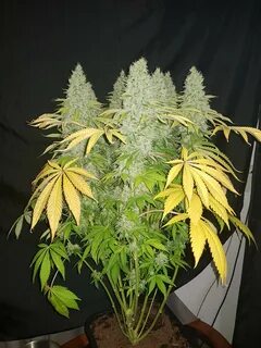 Moby Dick Cannabis Strain Information - Straindex.