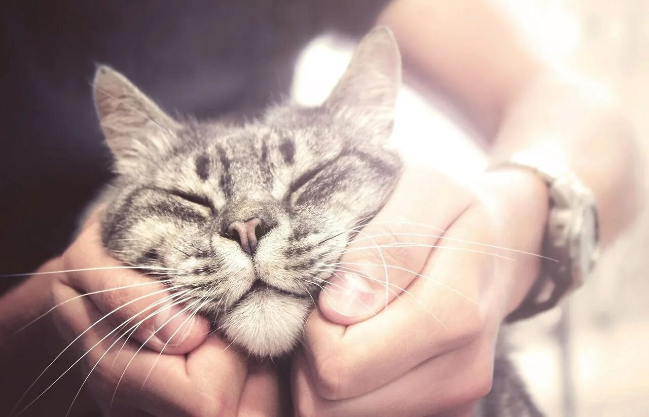 Почему кот ластится. Довольный кот. счастливый кот. счастливая кошка. кошки любовь.