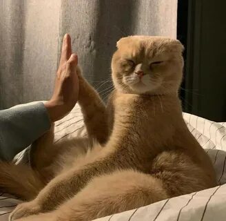 Кот дай лапу