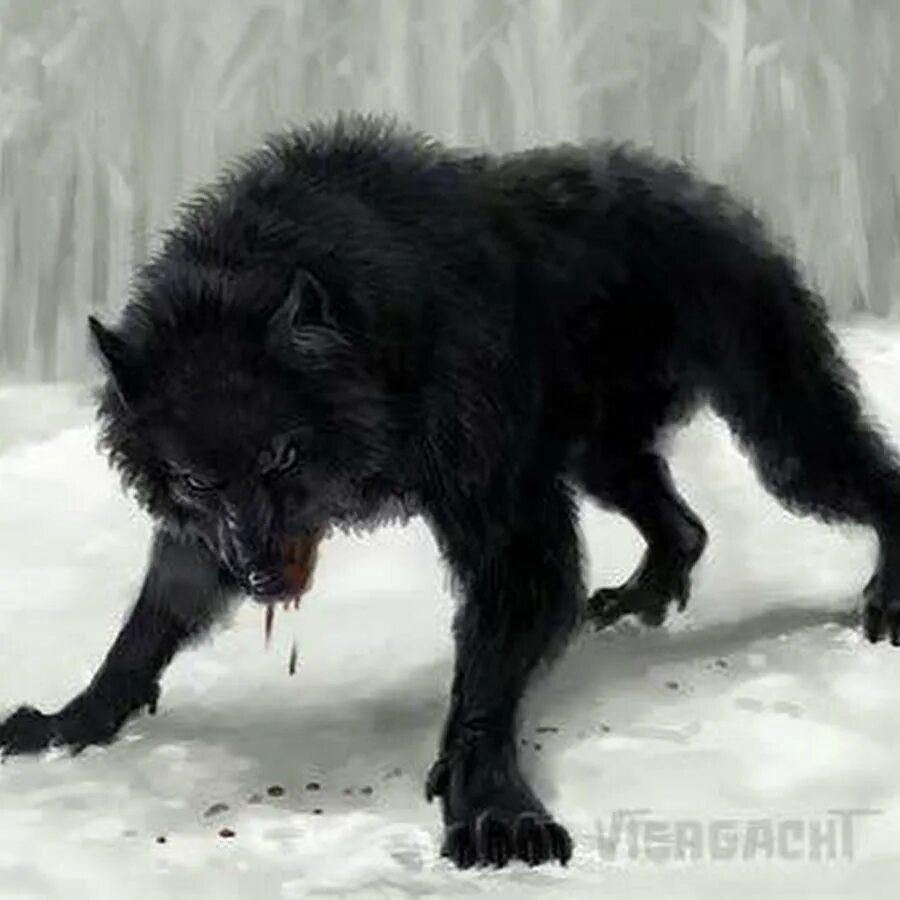 Загнанный зверь 10. Злой волк. Черный волк. Злой черный волк. Оборотень воет.