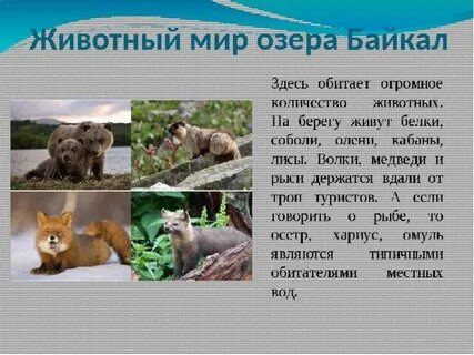 Какие животные обитают в озере байкал