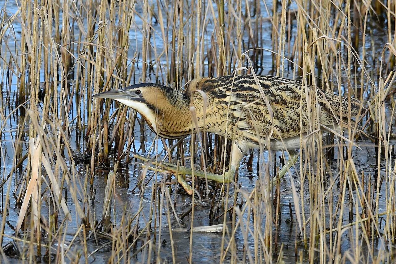 Как поет выпь. Выпь обыкновенная. Австралийская выпь. Как поет выпь. Выпь обыкновенная.