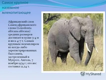 Самое крупное животное класса млекопитающие