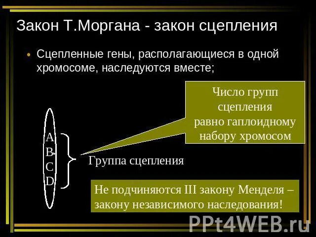 Закон сцепленного наследования т.Моргана. Число групп сцепления равно гаплоидному набору хромосом. Закон сцепления Моргана. Законы Томаса Моргана генетика. Закономерности наследования т моргана