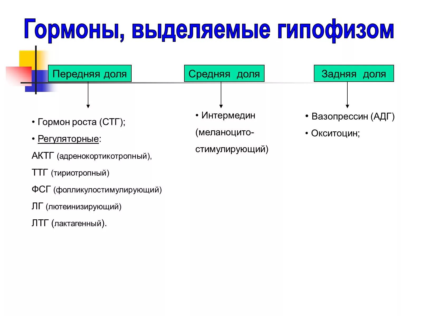 Гипофиз влияет на рост. Гормоны передней средней и задней доли гипофиза. Гормоны передней доли гипофиза таблица. Какие гормоны выделяют передняя, средняя, задняя доли гипофиза?.