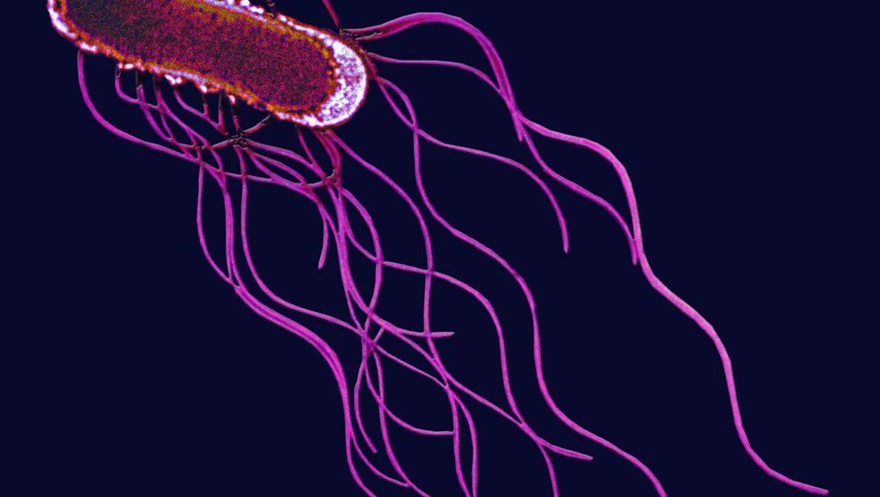 Salmonella enterica. Сальмонелла брюшного тифа бактерия.