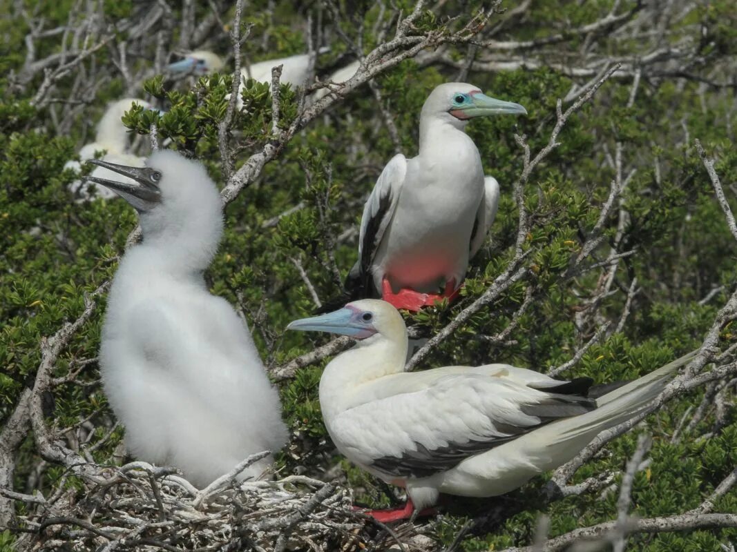 Птицы сейшельских островов фото и названия Pin on oiseaux