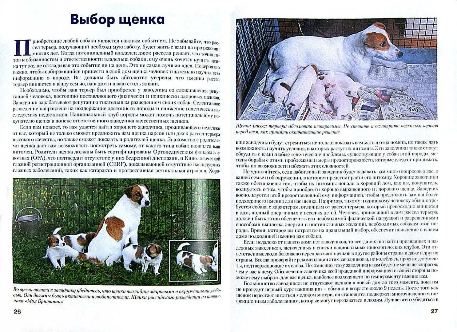 Порода собак джек рассел описание характеристики. Джек рассел рассказ. Характер джек рассел плюсы и минусы. Характер джек рассел плюсы и минусы. Характер джек рассел плюсы и минусы.