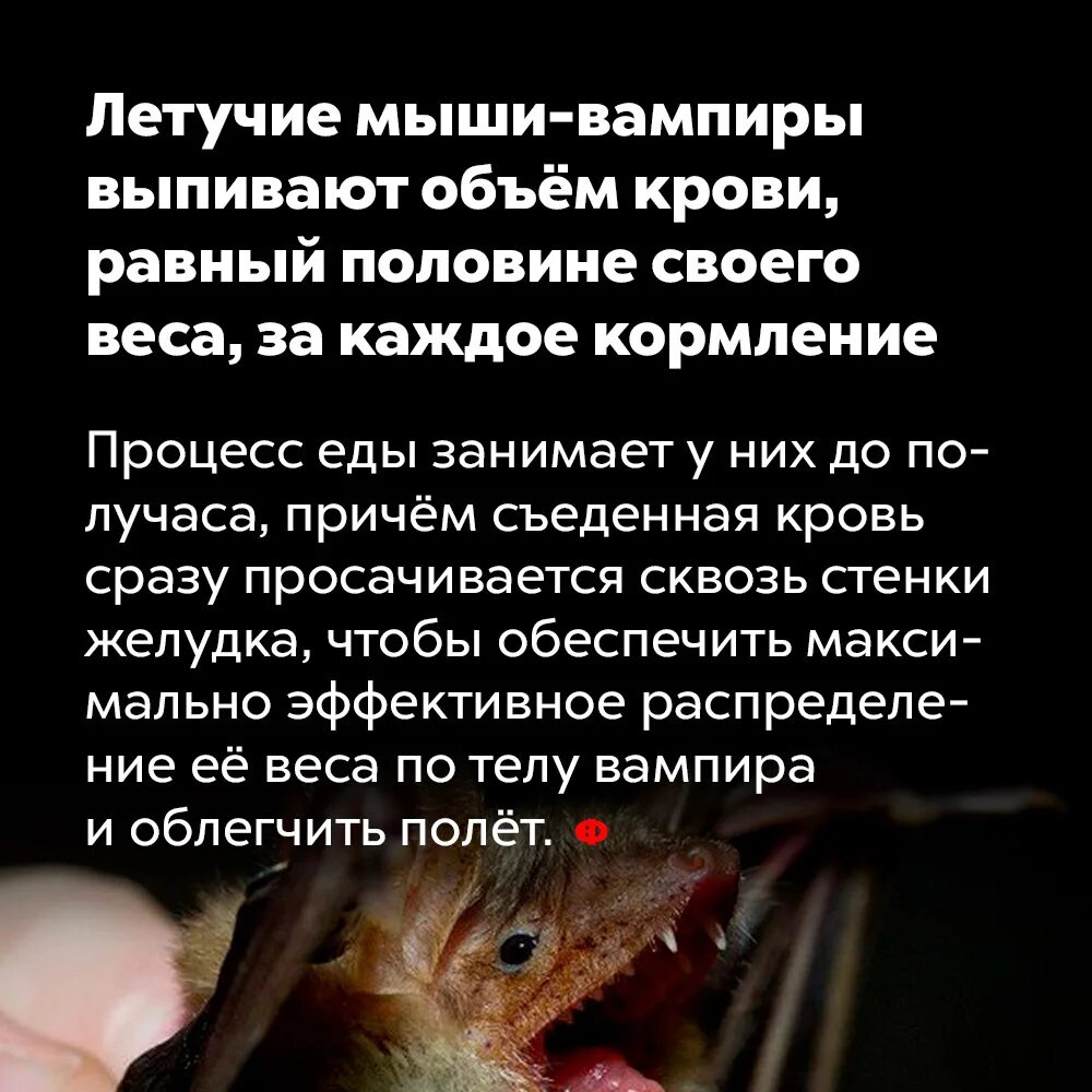 Как летучие мыши определяют. Интересные факты о летучих мышах. летучие мыши кровопийцы. летучая мышь интересные факты для детей.