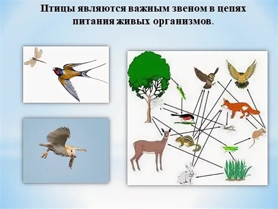 Значение птицы в цепочке. Значение птицы в питании