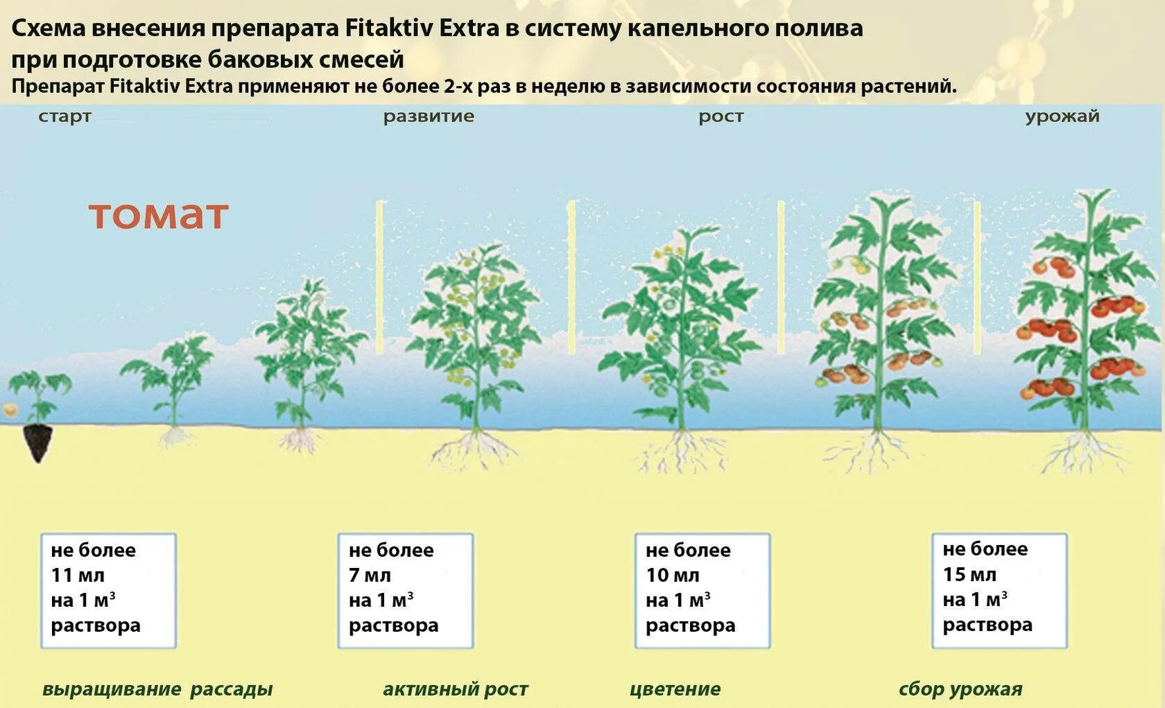 В чем особенность процесса роста у растений. Фазы роста растений томата. Томат этапы роста. Томаты этапы развития. Стадии развития помидора.